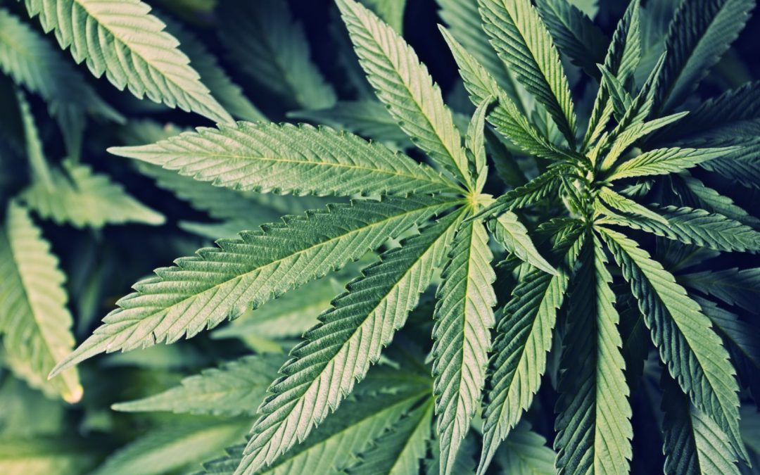 Intoxications pédiatriques au cannabis