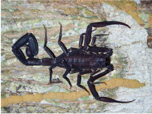 Protégé : Envenimation scorpionique en Guyane Française