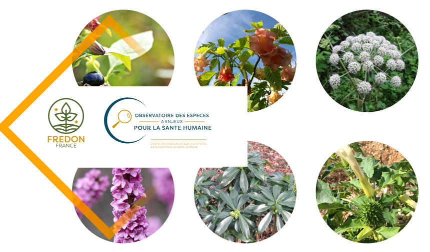 Protégé : Plantes – risque