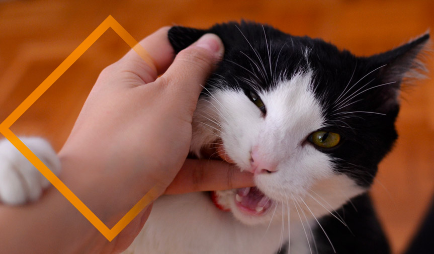 Protégé : Cas de morsure de chat sans mention d’antibiothérapie systématique